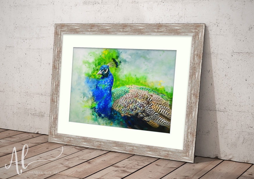 Painted-Peacock-WEB-Amanda-Lakey